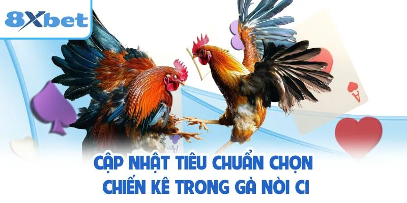 Cập nhật tiêu chuẩn chọn chiến kê trong gà nòi C1