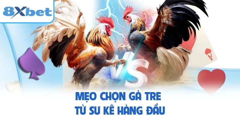 Mẹo chọn gà tre từ sư kê hàng đầu