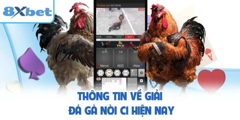 Thông tin về giải đá gà nòi C1 8xbet hiện nay