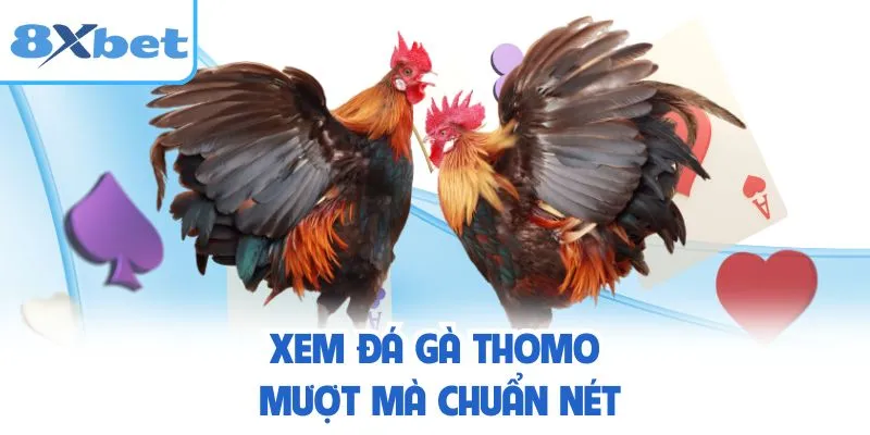 Xem đá gà Thomo mượt mà chuẩn nét