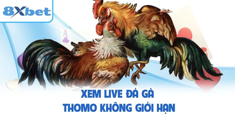 Xem live đá gà Thomo không giới hạn